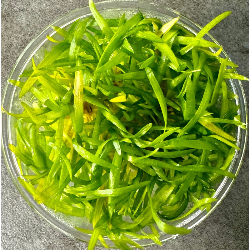 Sagittaria Subulata Tissue Culture Cup