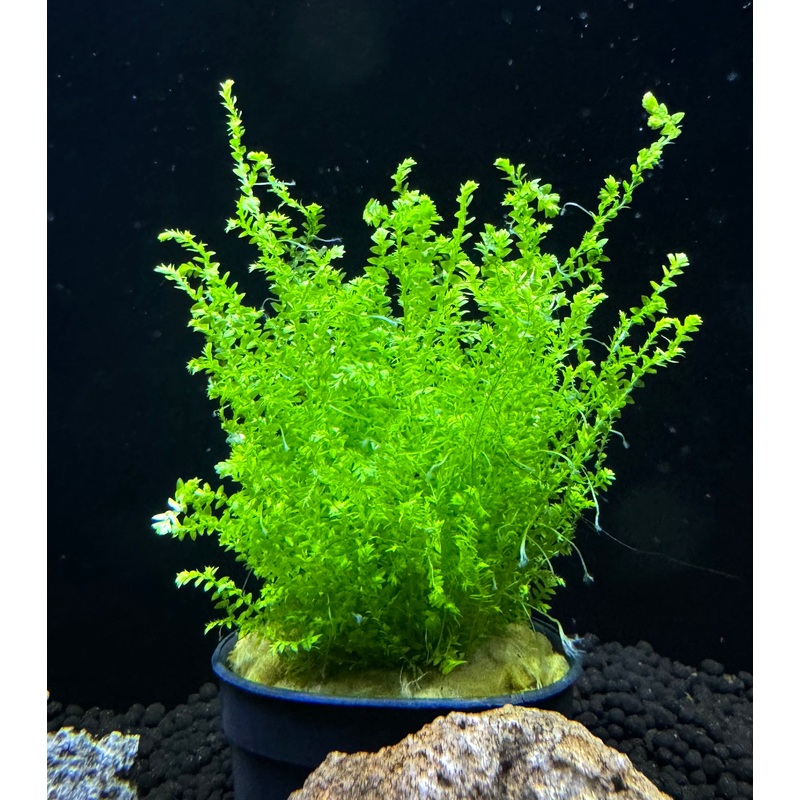 Selaginella kraussiana mini Plant