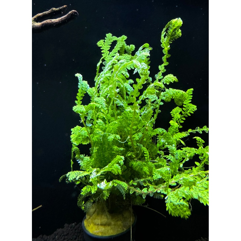 Selaginella Wallichi