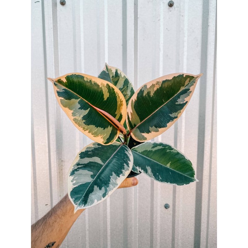 4" Ficus Tineke