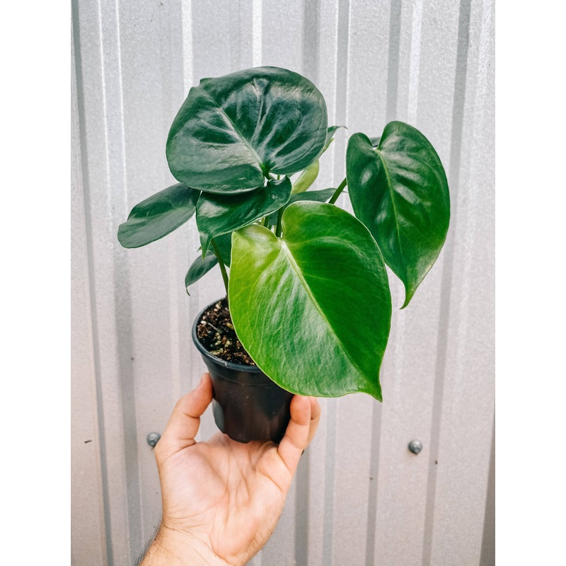 4" Monstera Deliciosa'