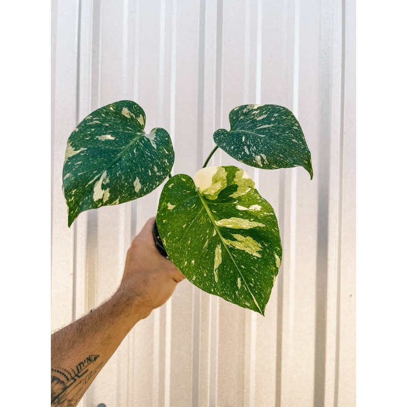 4" Monstera 'Thai Constellation'