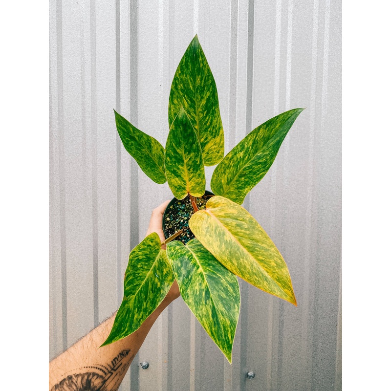 4" Philodendron 'Painted Lady'