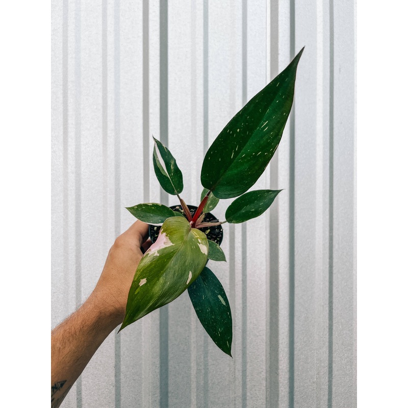 4" Philodendron 'Pink Princess'