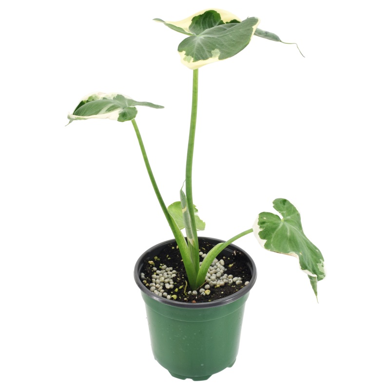 Alocasia Mickey Mouse 4 inch Grower Pot