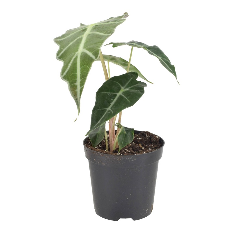 Alocasia Polly 4 inch Grower Pot