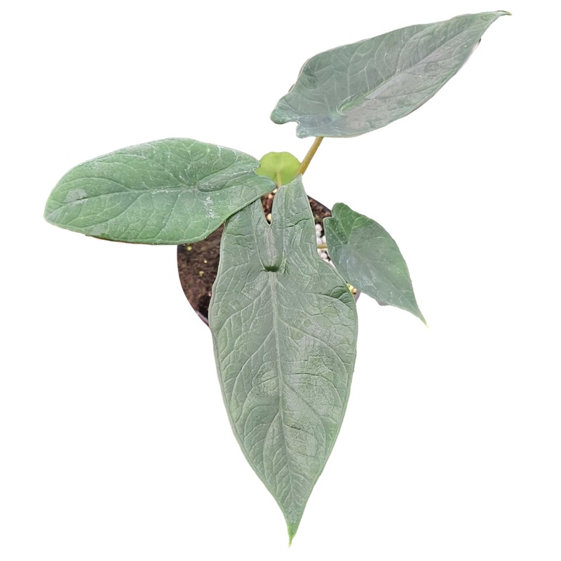 Alocasia Scalprum 4 inch Grower Pot