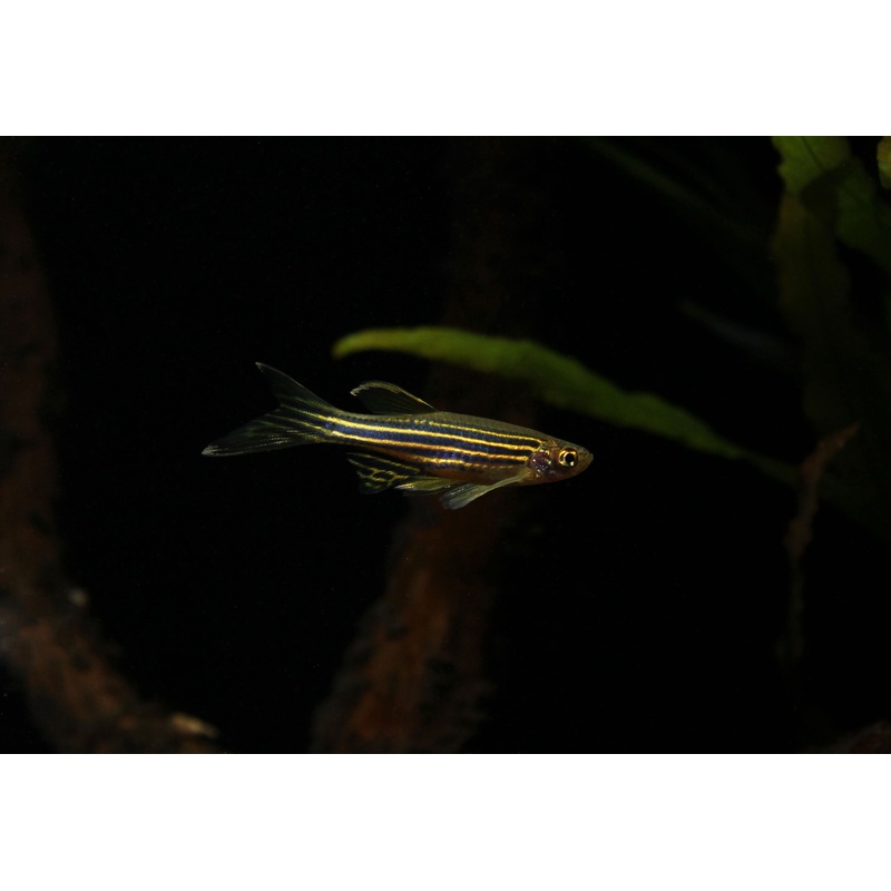 Assorted Long Fin Danio