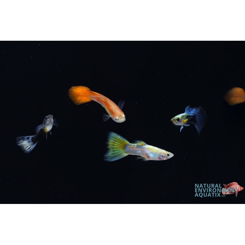 Assorted Male Guppies