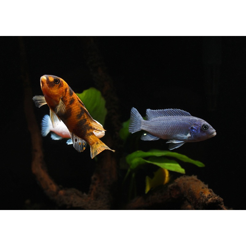 Assorted Small Mbuna Cichlid