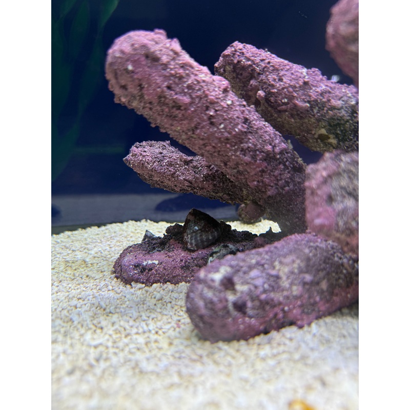 Banded Trochus Snail (RS)