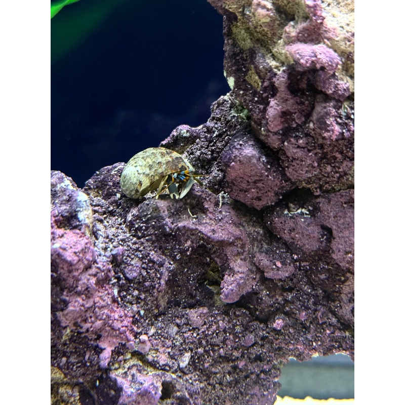Blue Eyed Hermit Crab (RS)