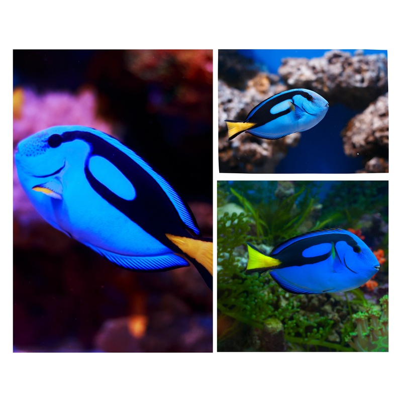 Blue Tang (RS)