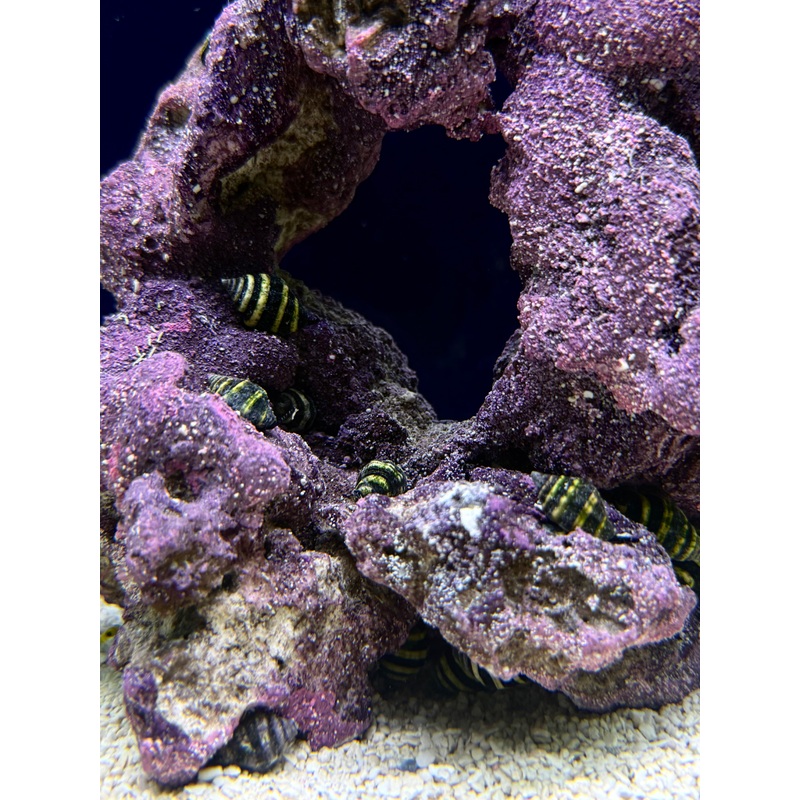 Bumblebee Snail (RS)