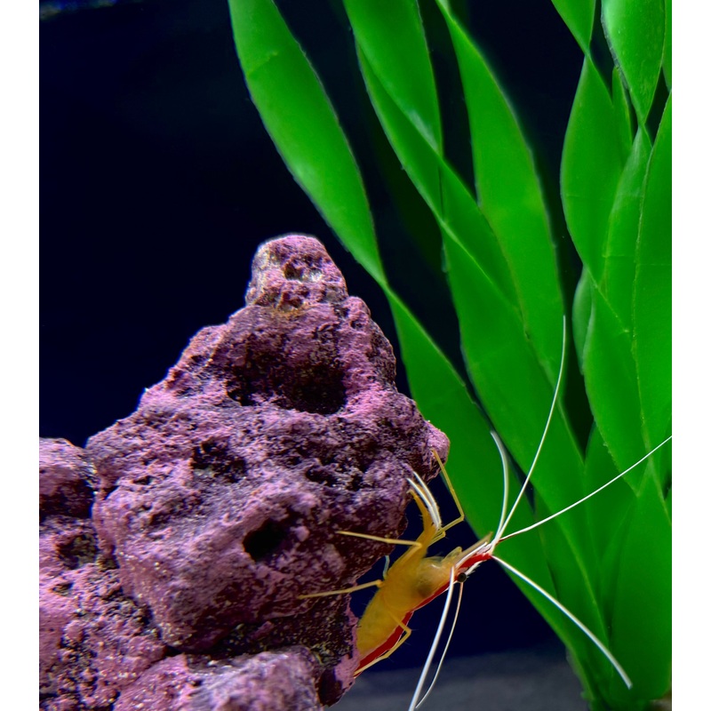 Cleaner Shrimp (RS)
