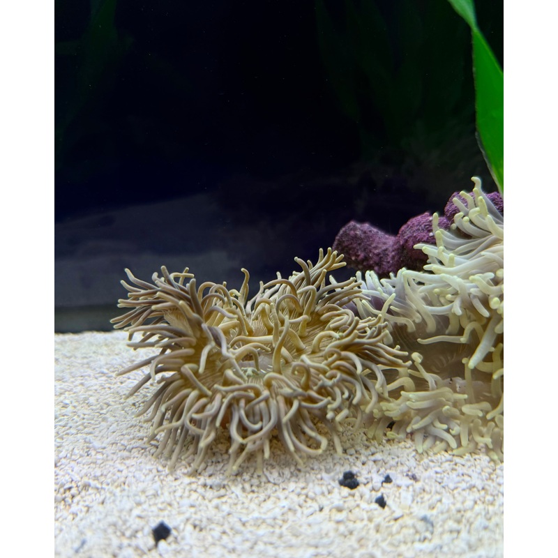 Condy Anemone