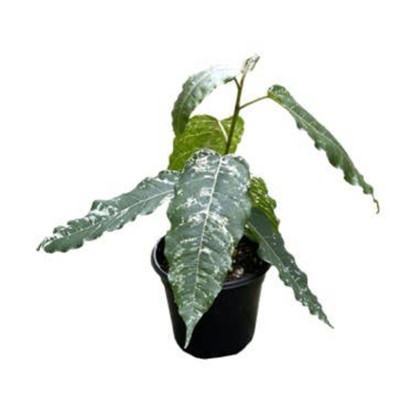 Ficus Aspera 4 inch Grower Pot