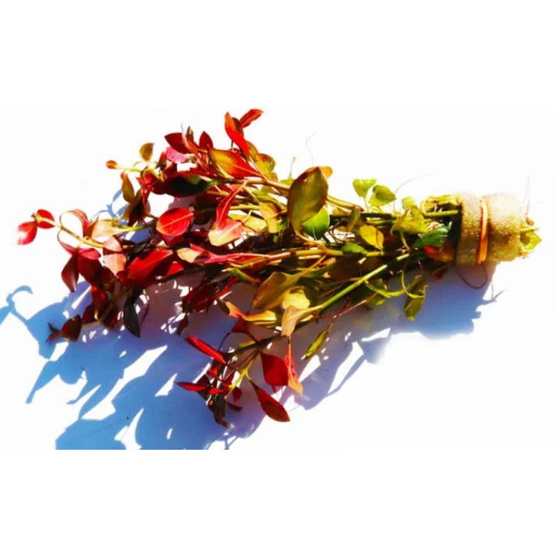 Ludwigia Repens Premium