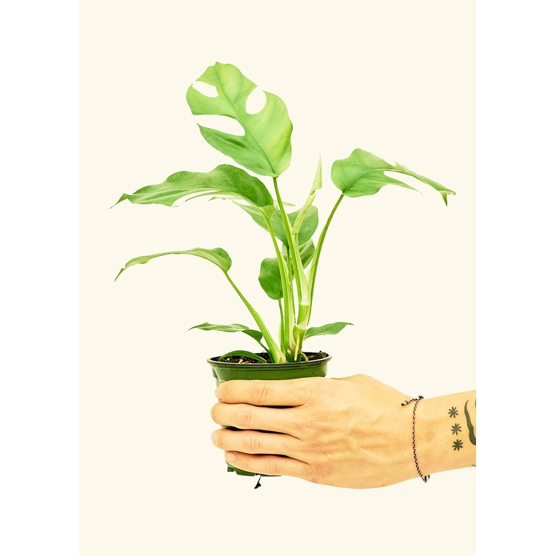 Mini Monstera SM