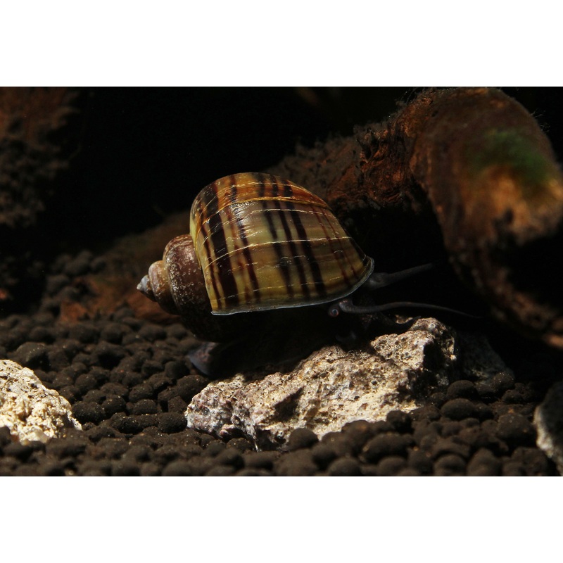 Mystery Snail