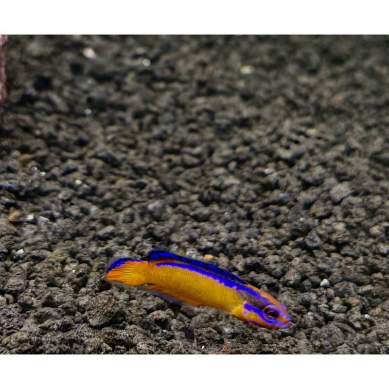 Neon Dottyback (RS)
