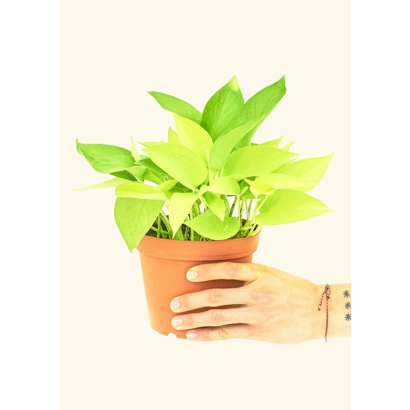 Neon Pothos (4" Pot): MD