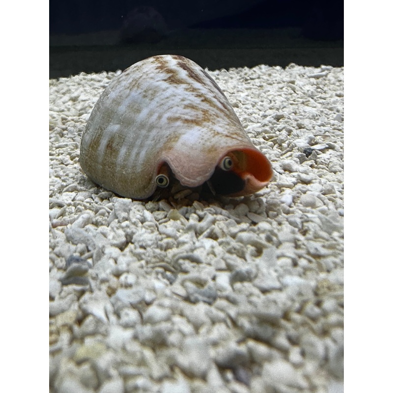 Orange lip conch (RS)