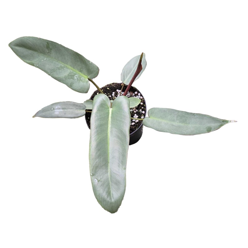 Philodendron Atabapoense 4 inch Grower Pot