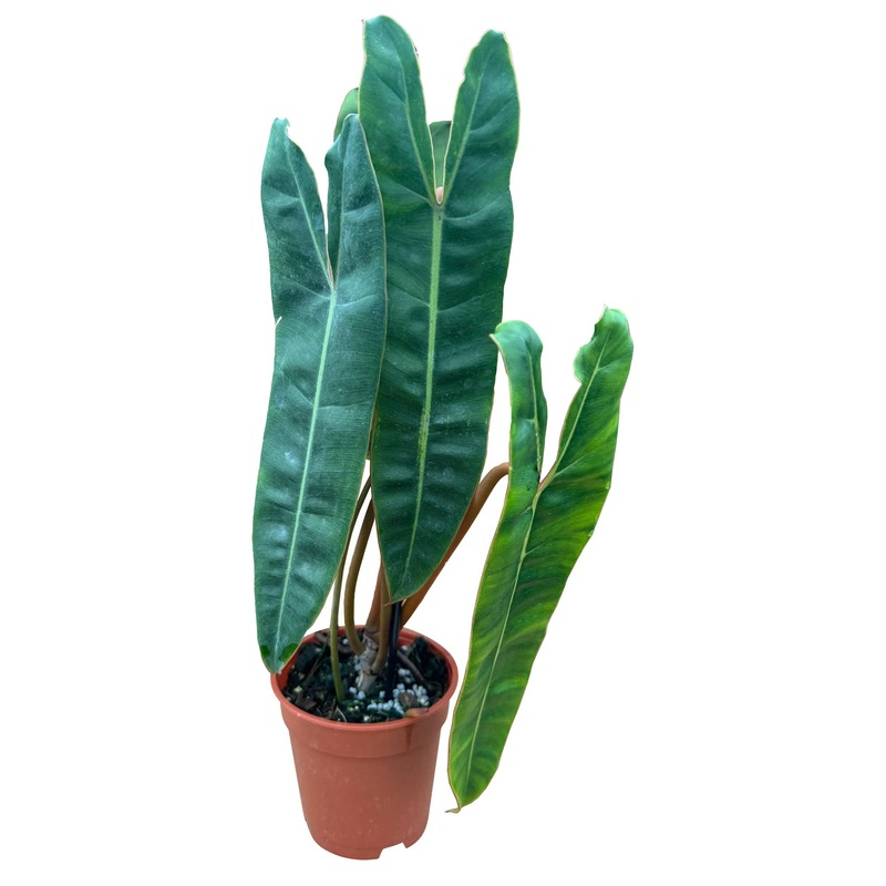 Philodendron Billitiae Green 4 inch in Grower Pot