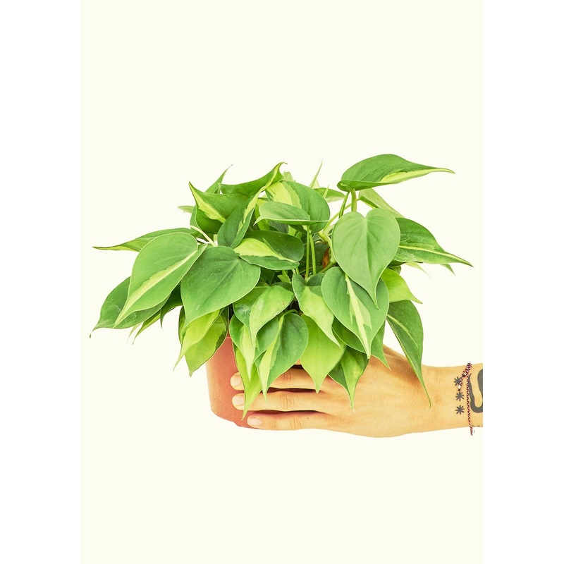 Philodendron 'Brazil' (4"  Pot): MD