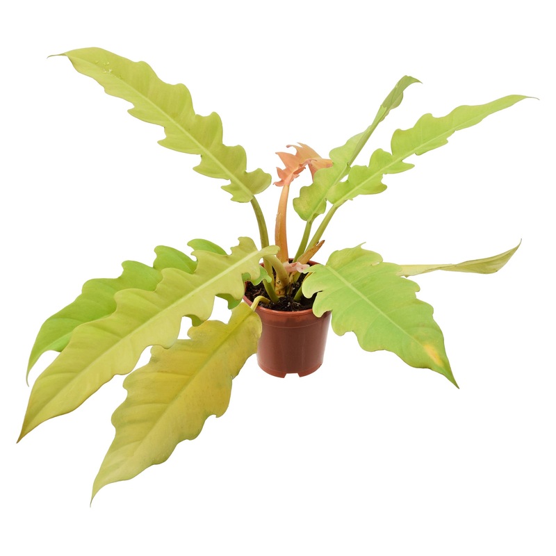 Philodendron Golden Crocodile 4 inch Grower Pot