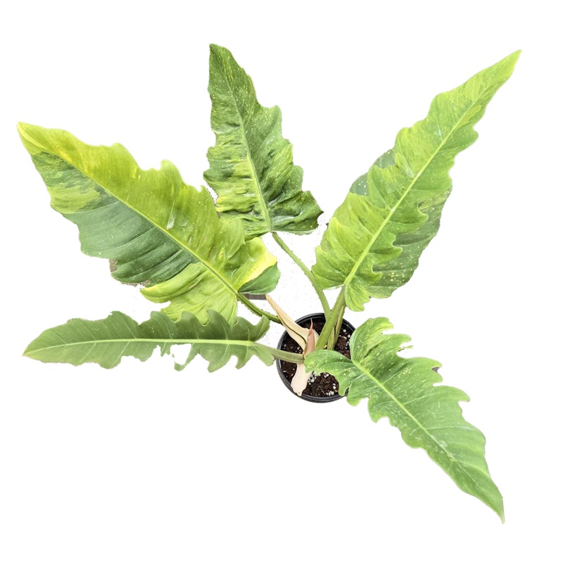 Philodendron Jungle Boogie 4 inch Grower Pot