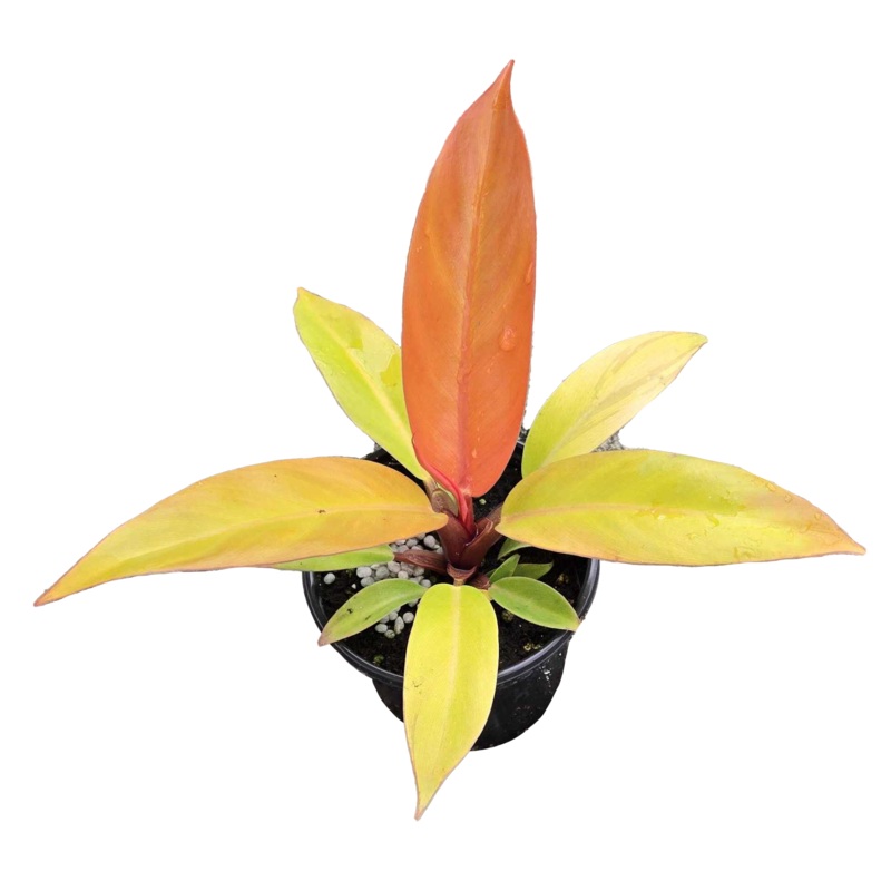 Philodendron Prince of Orange 4 inch Grower Pot