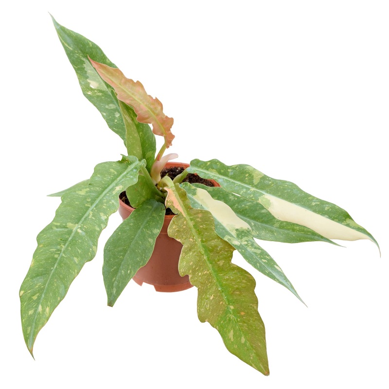 Philodendron Ring of Fire 4 inch Grower Pot