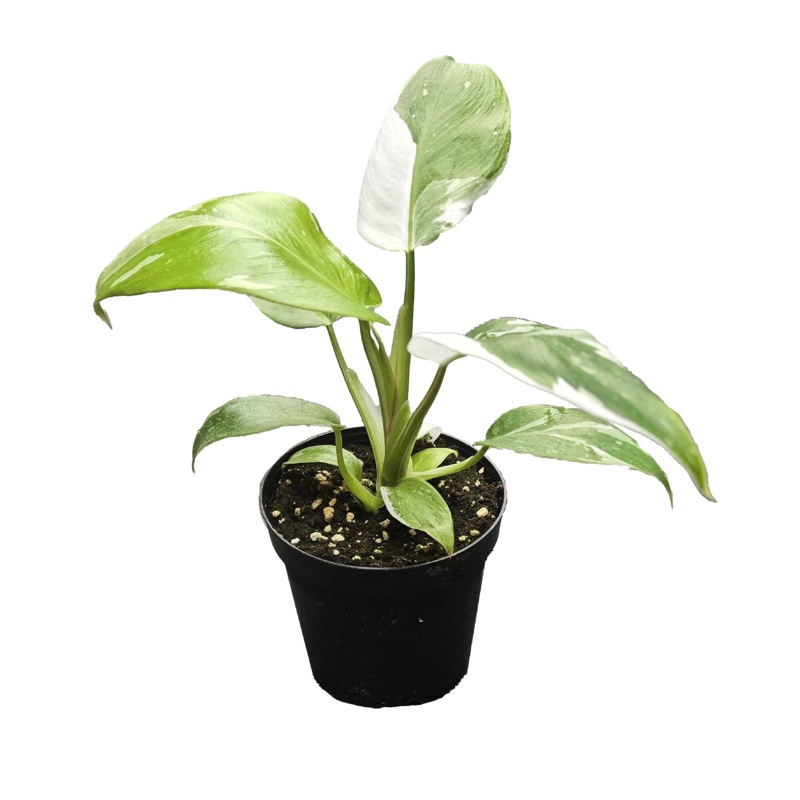Philodendron White Wizard 4 inch Grower Pot