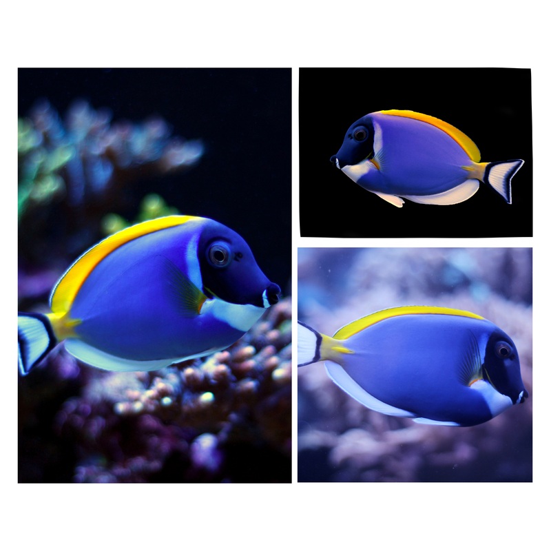 Powder Blue Tang (RS)
