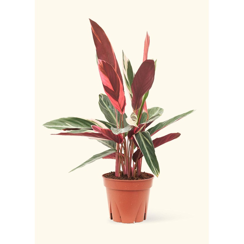 Stromanthe 'Triostar'  6" Pot: MD