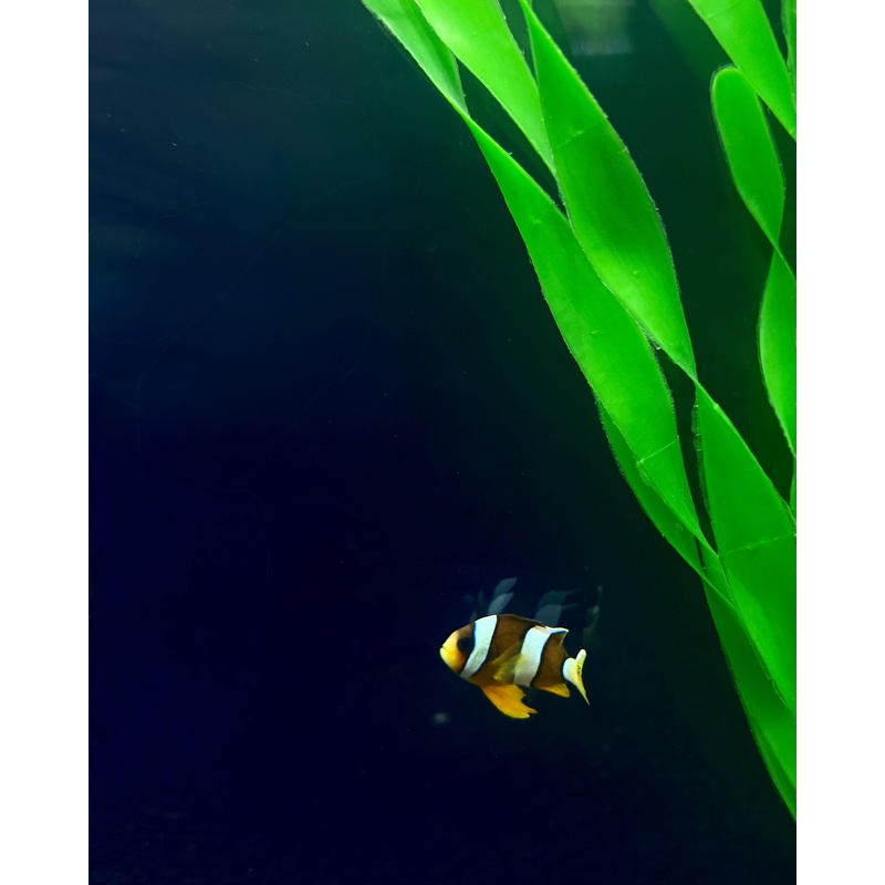 True Sebae Clownfish (RS)