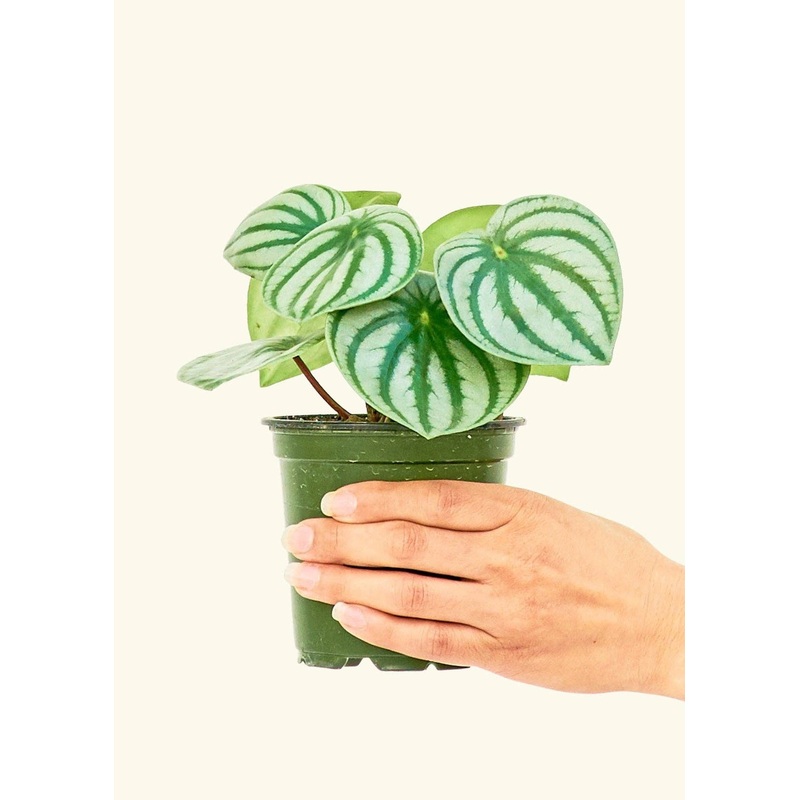 Watermelon Peperomia  SM
