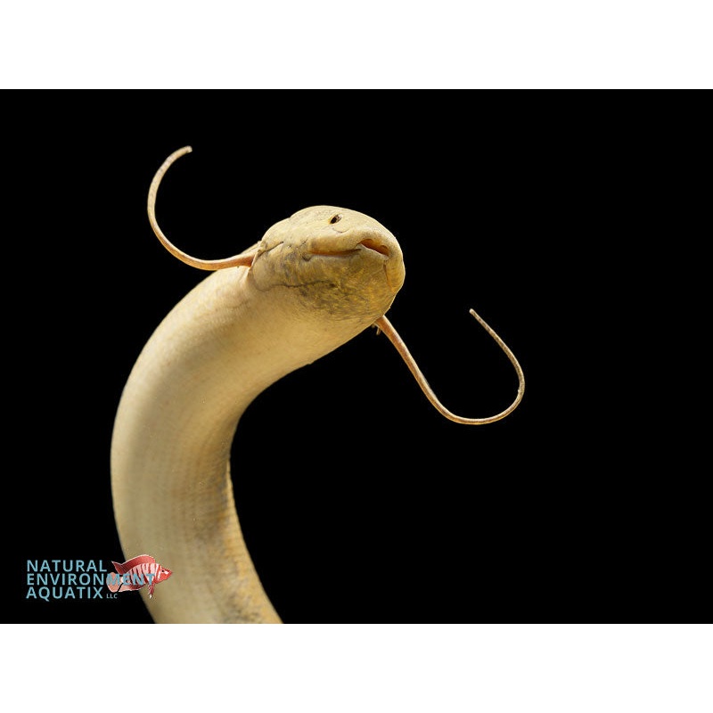 African Lungfish