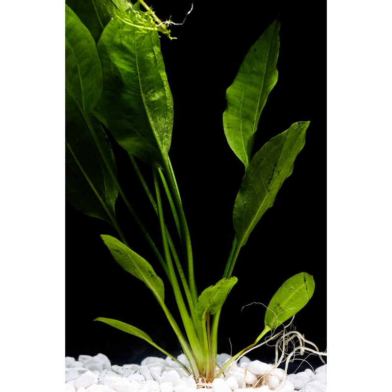 Amazon Sword Plant