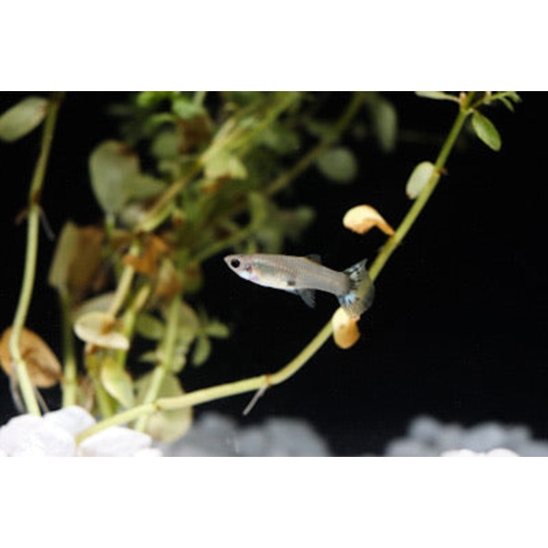 Assorted Female Guppies