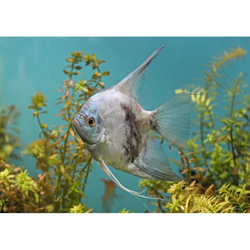 Assorted Large Angelfish