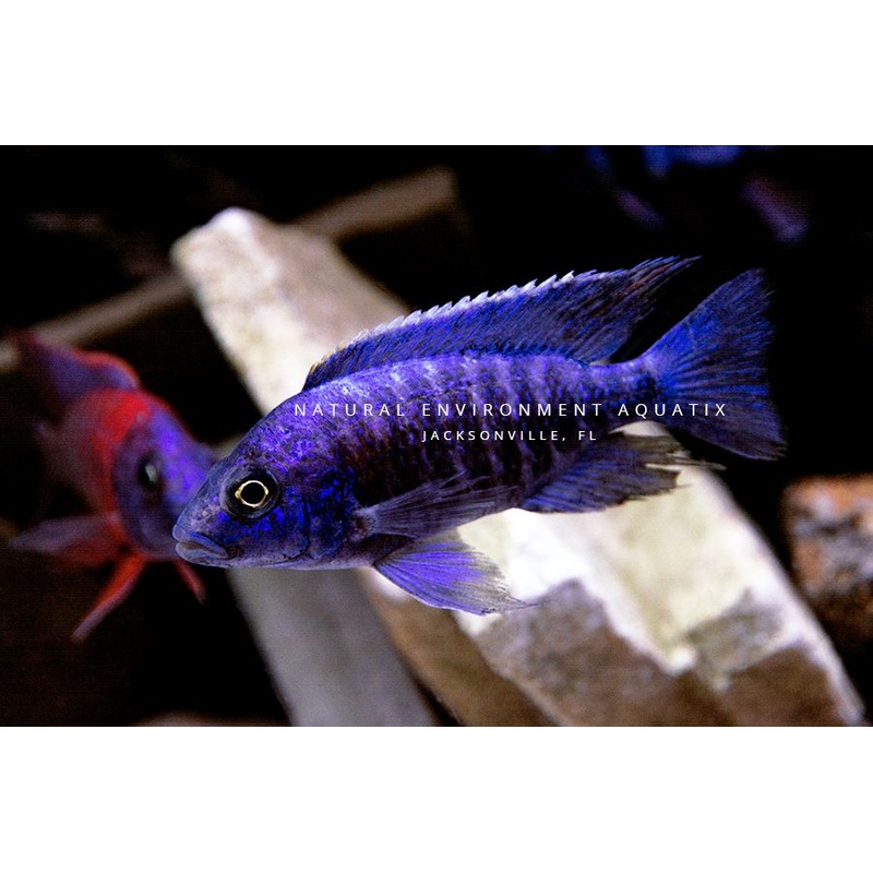 Assorted Peacock & Hap Cichlid
