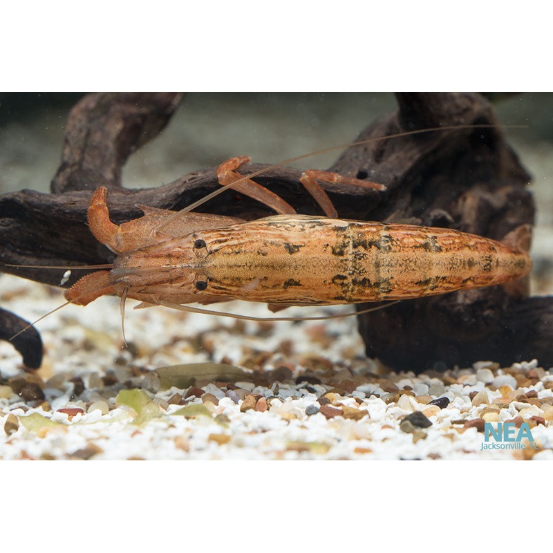 Bamboo Shrimp