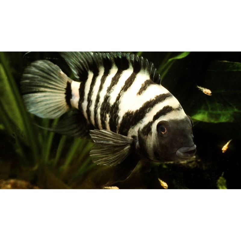 Black Convict Cichlid