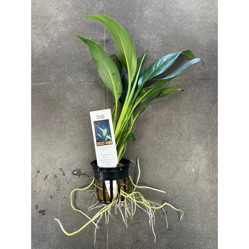 Brazilian Sword (Spathiphyllum)