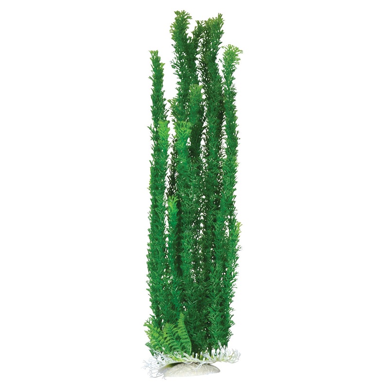 Cabomba -  Aquarium Plant