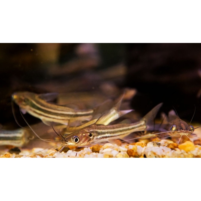 Four Line Pictus Catfish