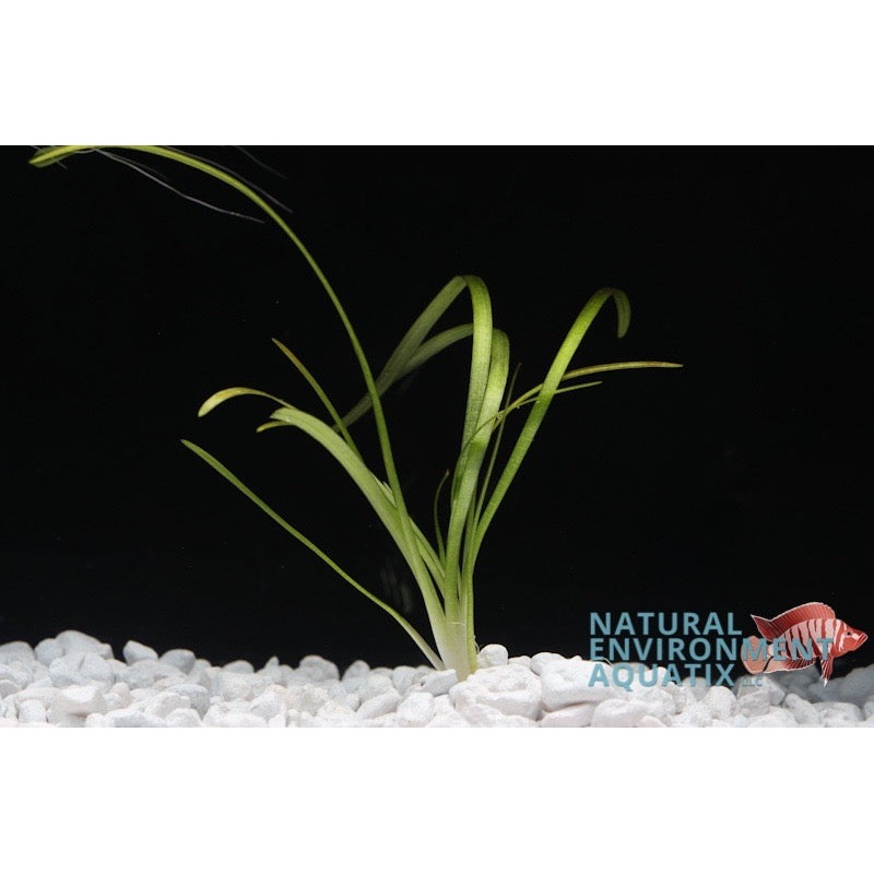 Italian Vallisneria
